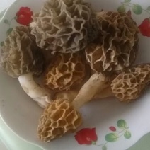 深山野生羊肚菌