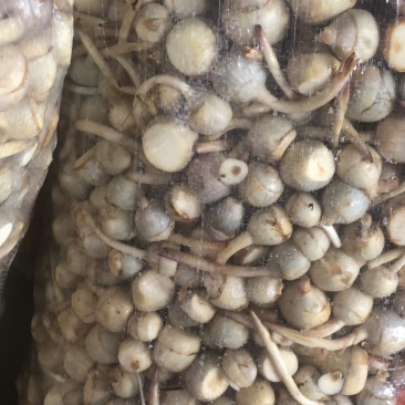 茨菇