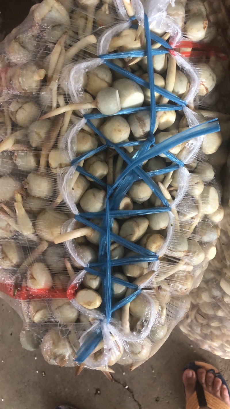 茨菇