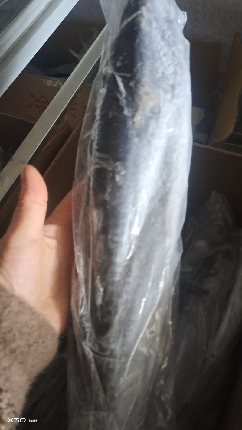 燕尾鲅鱼船冻及时4两到3斤都有一手货源厂家直供可视频看货