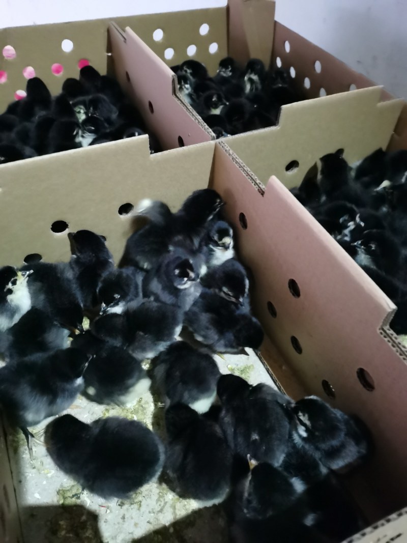 黑土1.5鸡苗黑毛土鸡苗黑毛白肉鸡苗质量正宗质量正宗