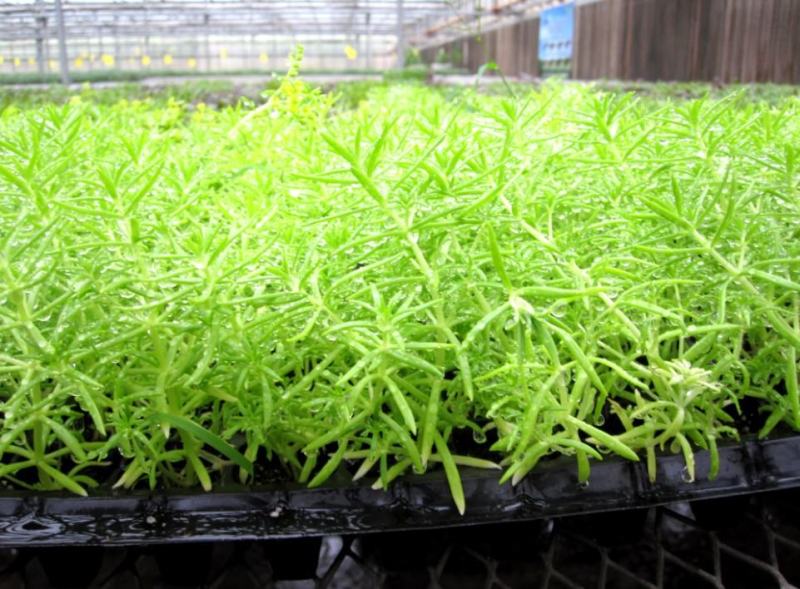 瓜菜育苗基质H60蔬菜草莓基质，进口泥炭进口椰糠