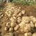 绥中县中署土豆，荷兰，三两起步，两毛，帮老百姓卖卖土豆