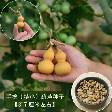 天然手捻大中小葫芦种子美国葫芦籽阳台观赏葫芦种盆栽