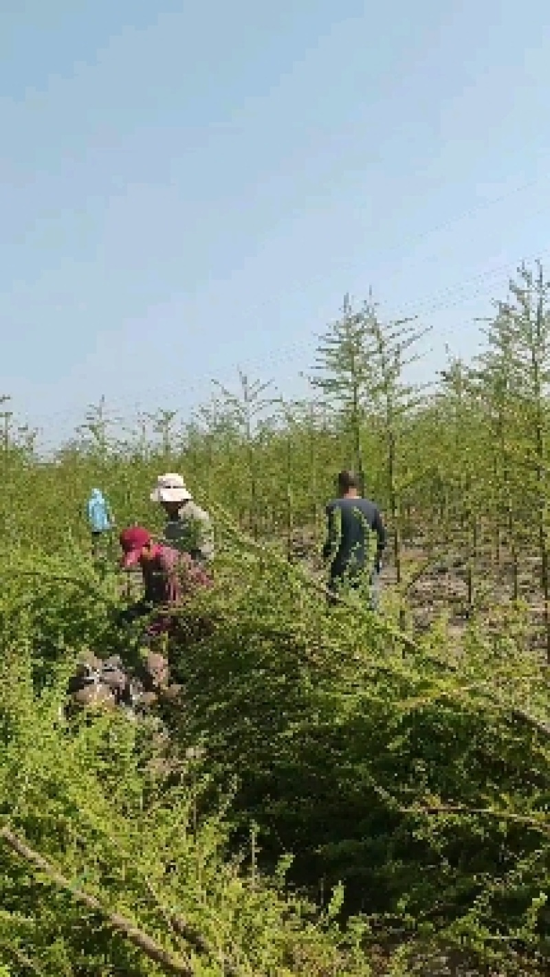 12公分中山杉市场价格表11公分15公分中山杉价格