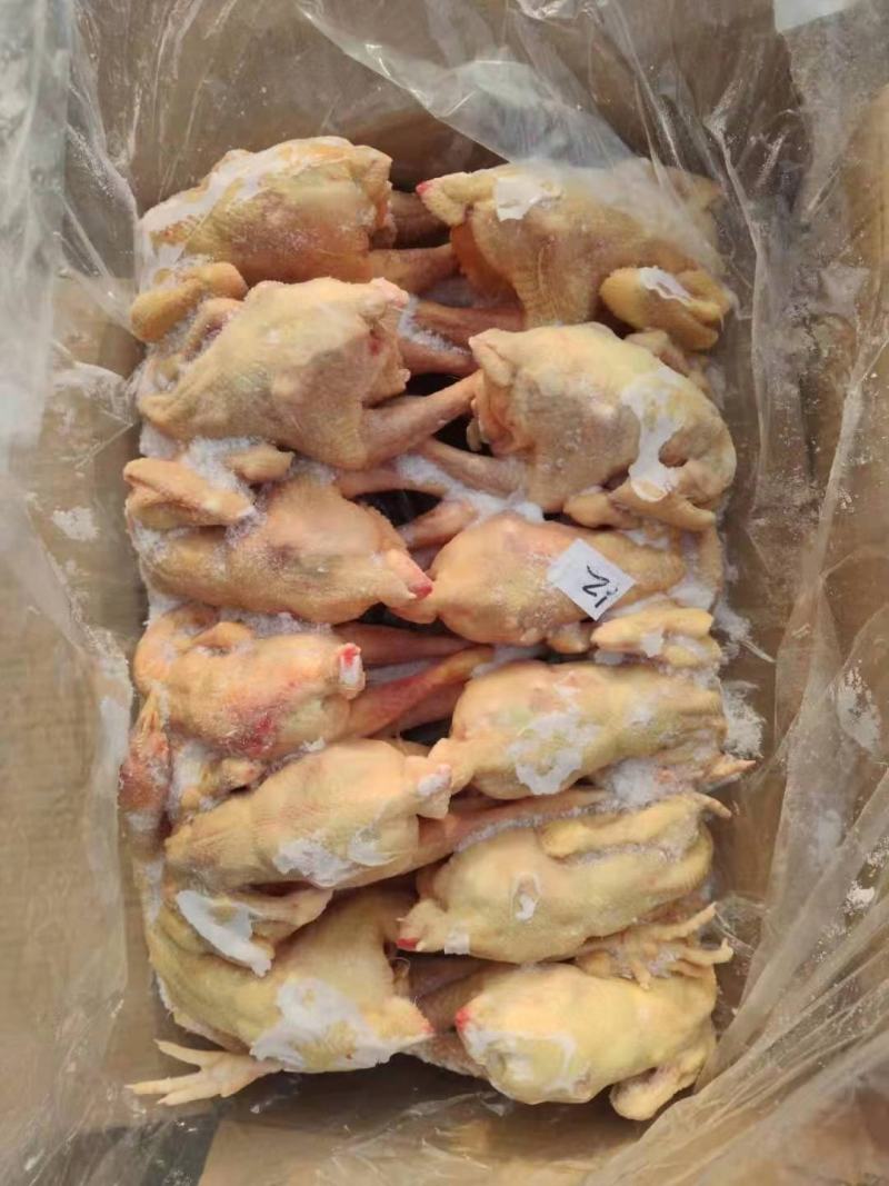 三黄鸡11/12只装，超低价出售，厂家直发