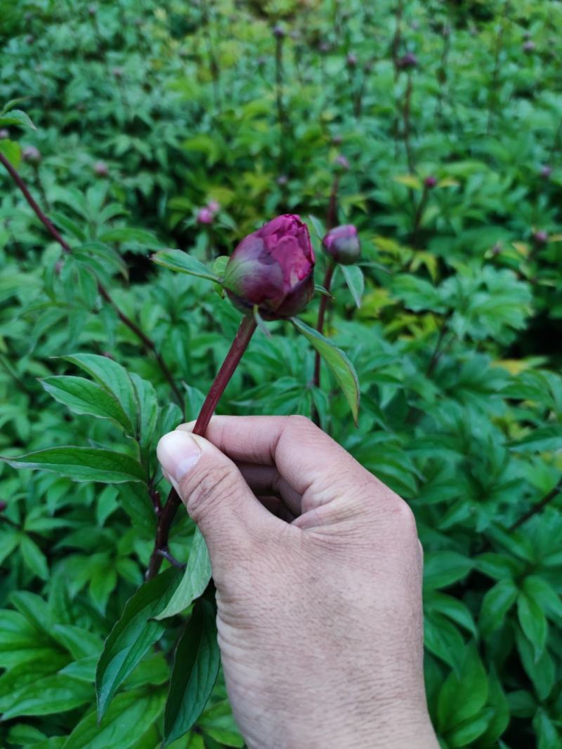芍药先切花，大量现货，基地直销！欢迎老板选购！