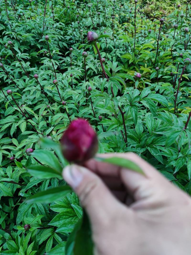芍药先切花，大量现货，基地直销！欢迎老板选购！