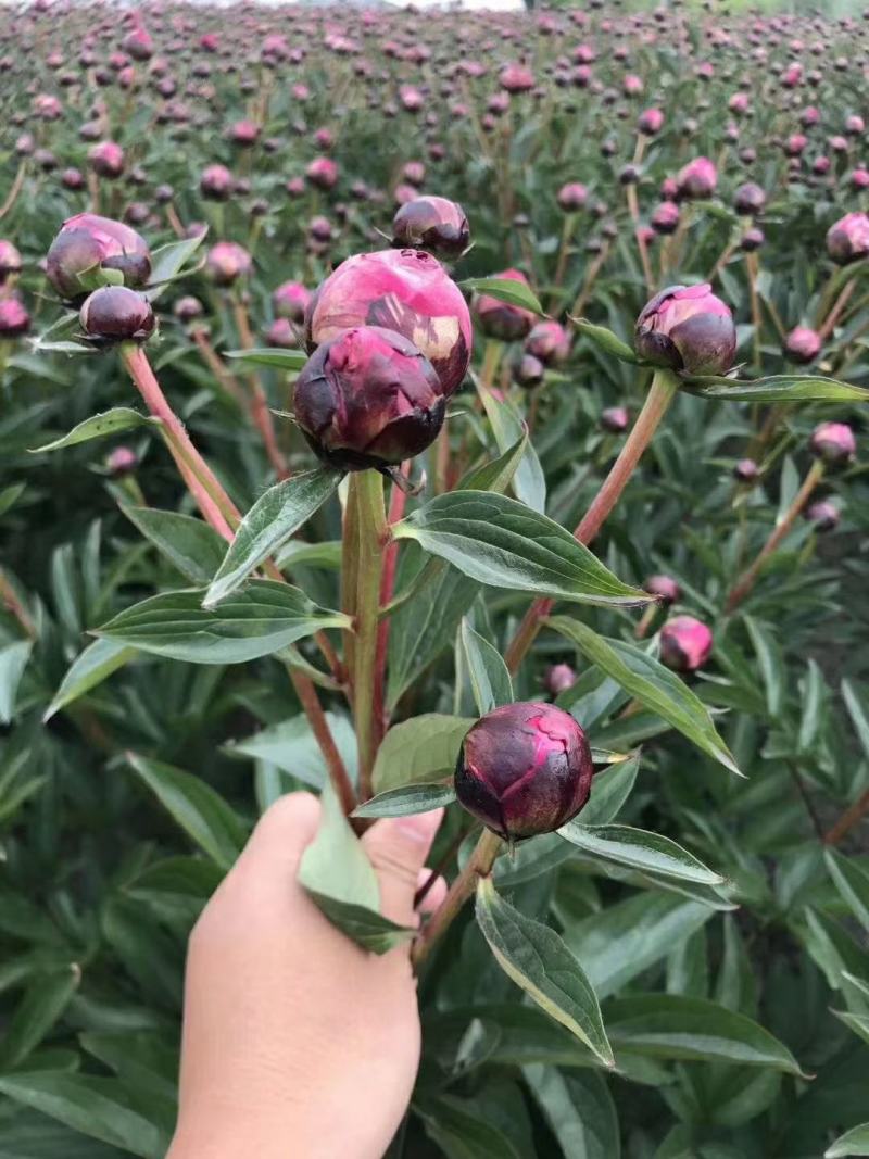 芍药先切花，大量现货，基地直销！欢迎老板选购！
