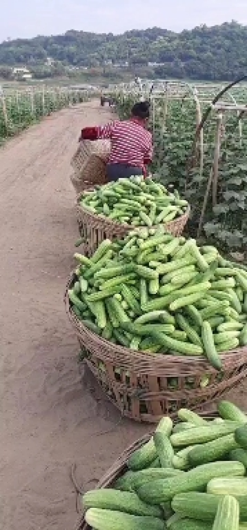 黄瓜
