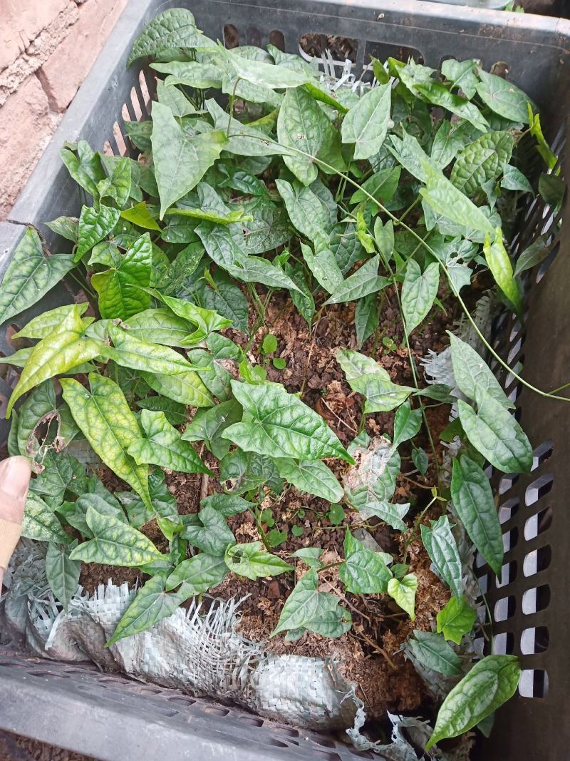 地苦胆苗