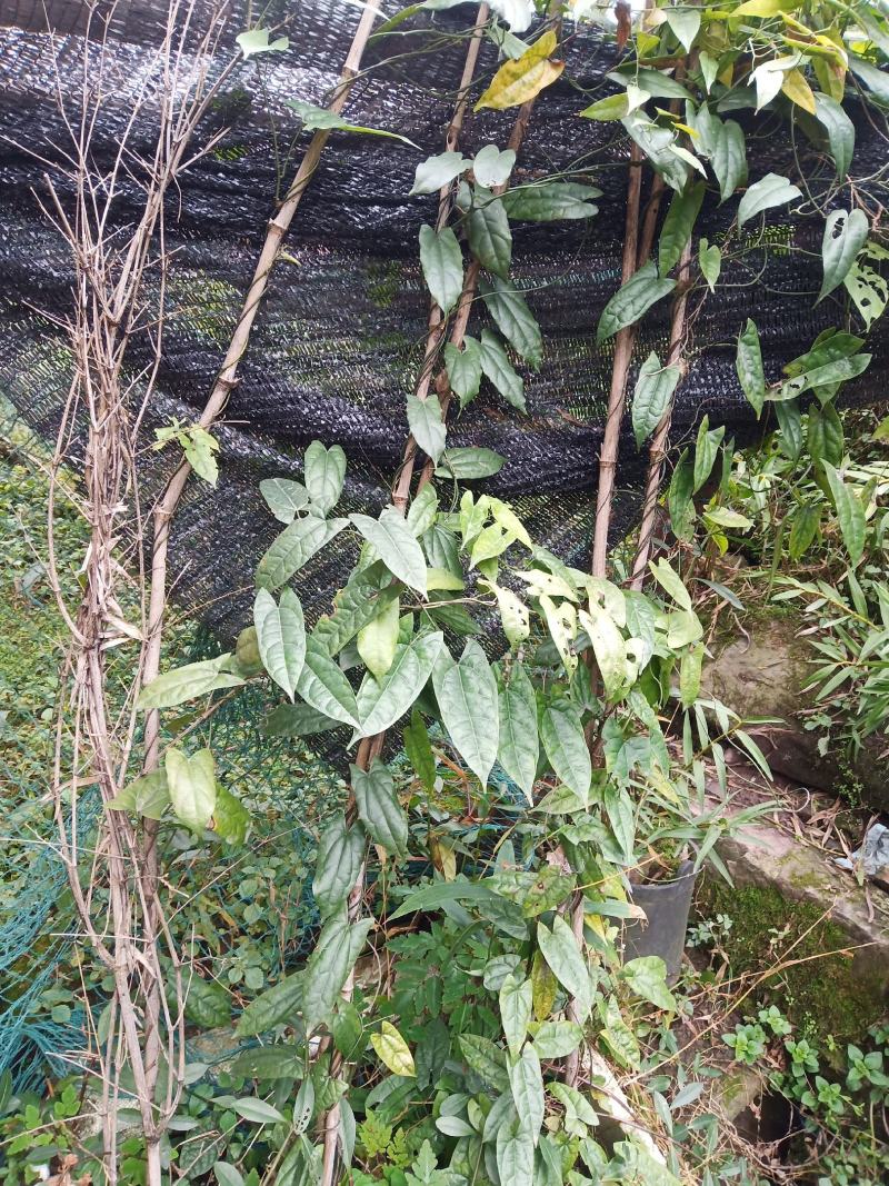 地苦胆苗