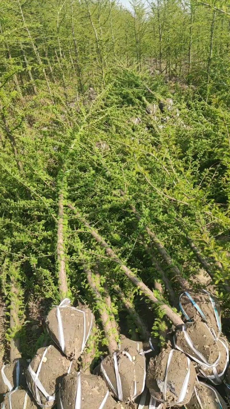 12公分中山杉价格是多少12公分中山杉基地报价