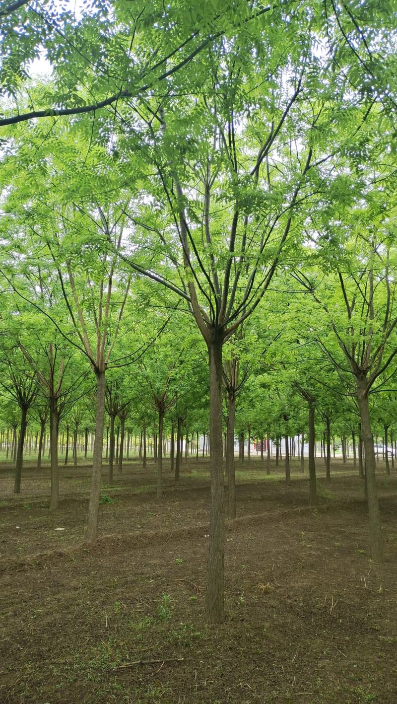 12-15公分国槐