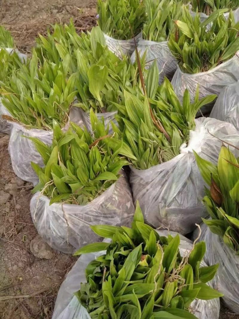 紫花三叉白芨苗