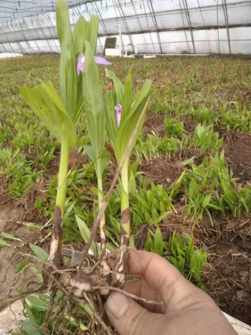 紫花三叉白芨苗