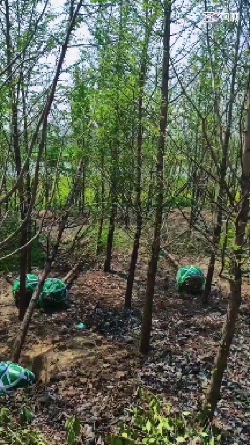 现在10公分中山杉12公分中山杉价格参考