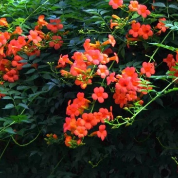 爬藤植物美国凌霄花苗工程绿化庭院别墅长廊规格齐全