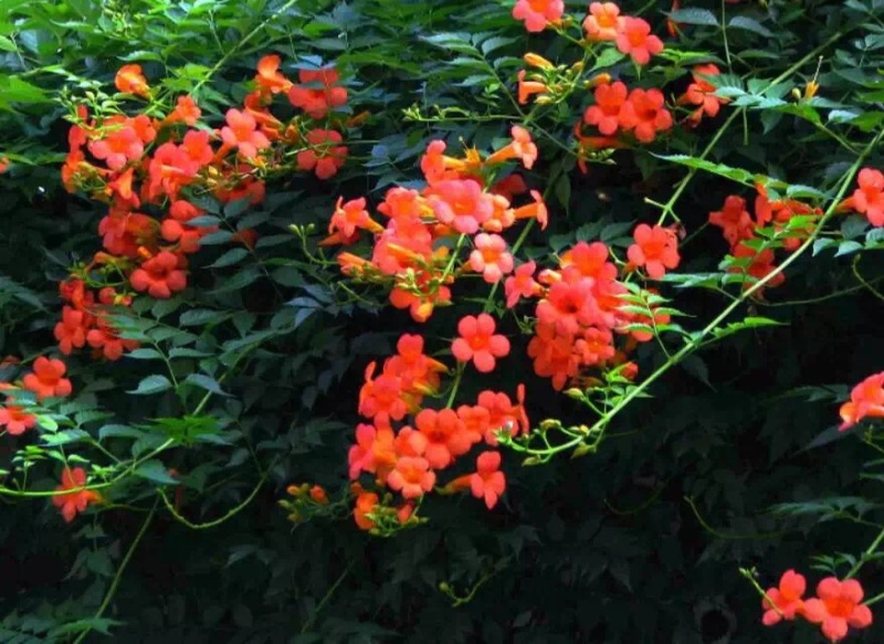 爬藤植物美国凌霄花苗工程绿化庭院别墅长廊规格齐全