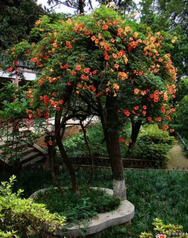 爬藤植物美国凌霄花苗工程绿化庭院别墅长廊规格齐全