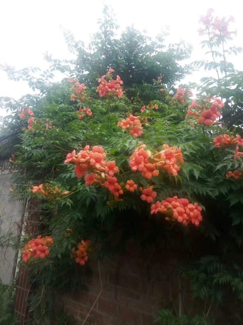 爬藤植物美国凌霄花苗工程绿化庭院别墅长廊规格齐全