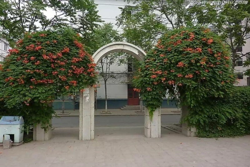 爬藤植物美国凌霄花苗工程绿化庭院别墅长廊规格齐全