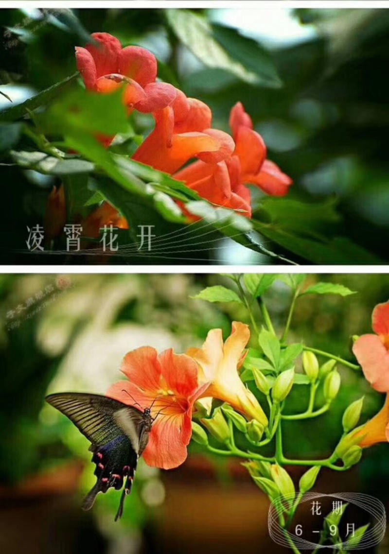 爬藤植物美国凌霄花苗工程绿化庭院别墅长廊规格齐全