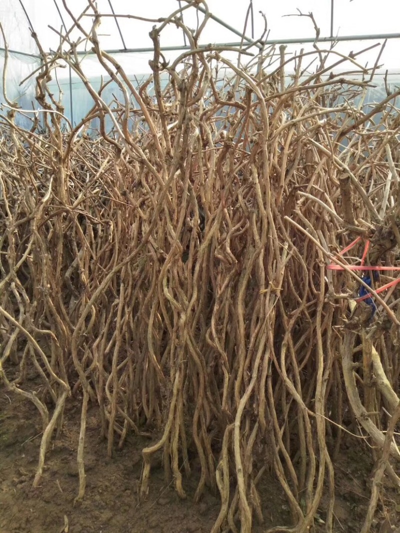 爬藤植物美国凌霄花苗工程绿化庭院别墅长廊规格齐全