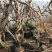 爬藤植物美国凌霄花苗工程绿化庭院别墅长廊规格齐全
