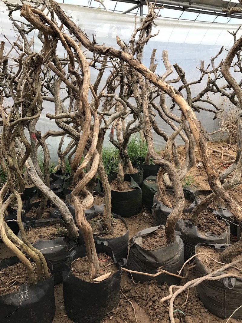 爬藤植物美国凌霄花苗工程绿化庭院别墅长廊规格齐全