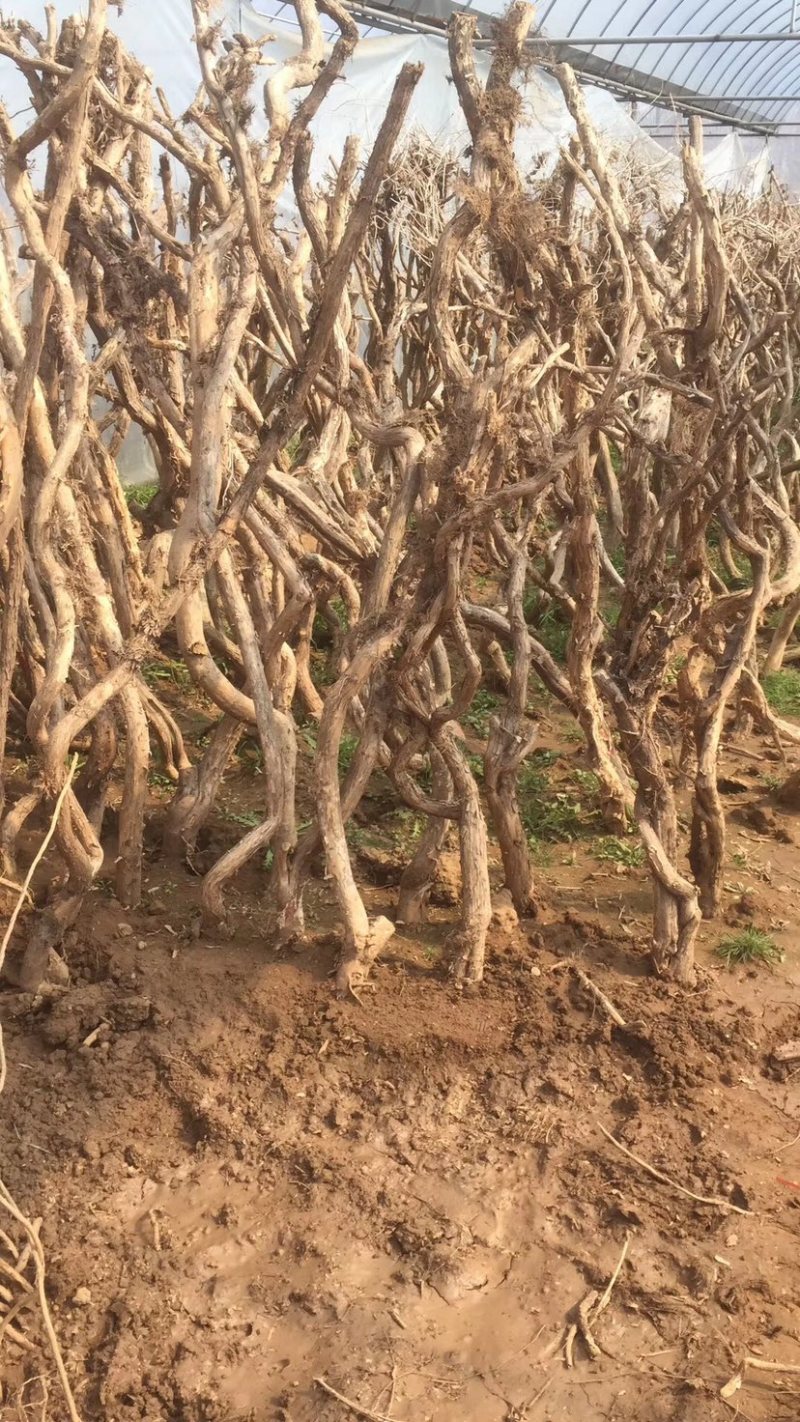 爬藤植物美国凌霄花苗工程绿化庭院别墅长廊规格齐全