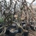 爬藤植物美国凌霄花苗工程绿化庭院别墅长廊规格齐全