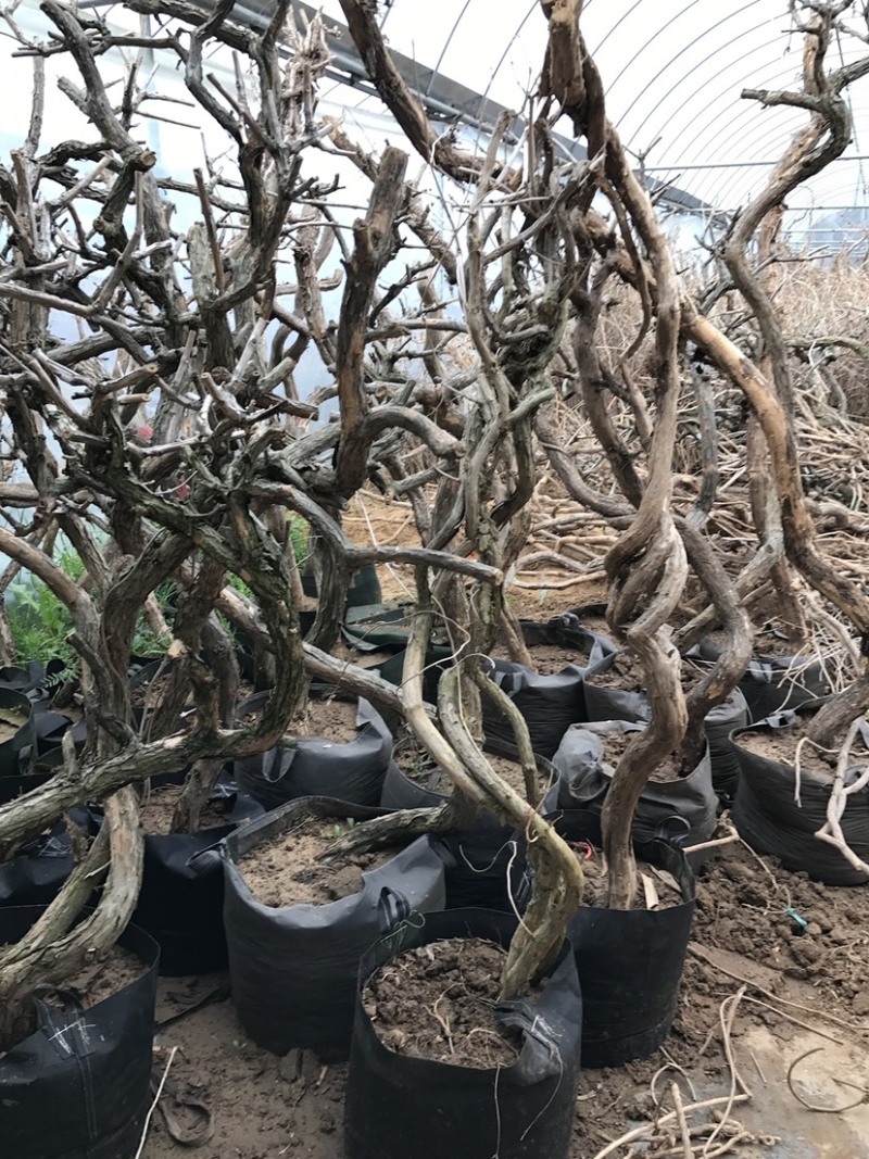 爬藤植物美国凌霄花苗工程绿化庭院别墅长廊规格齐全