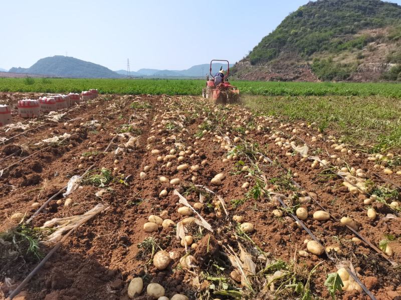 文山市丽薯六号土豆大量上市通货2两以上
