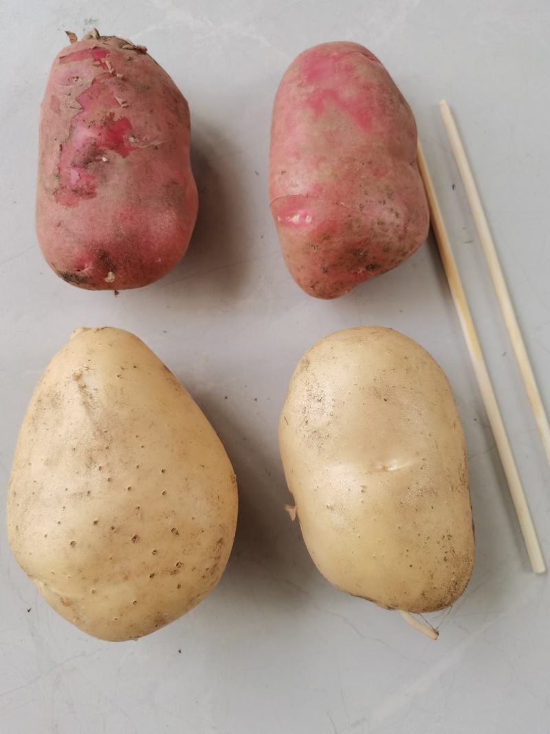 土豆青薯、丽薯