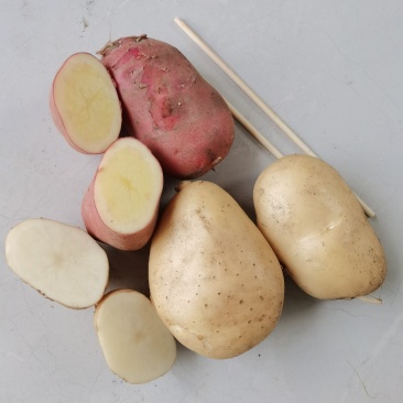 土豆青薯、丽薯