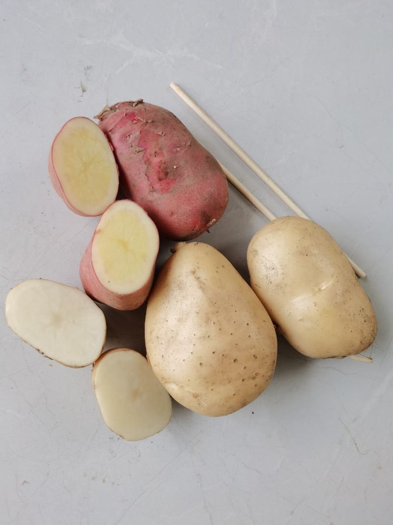 土豆青薯、丽薯
