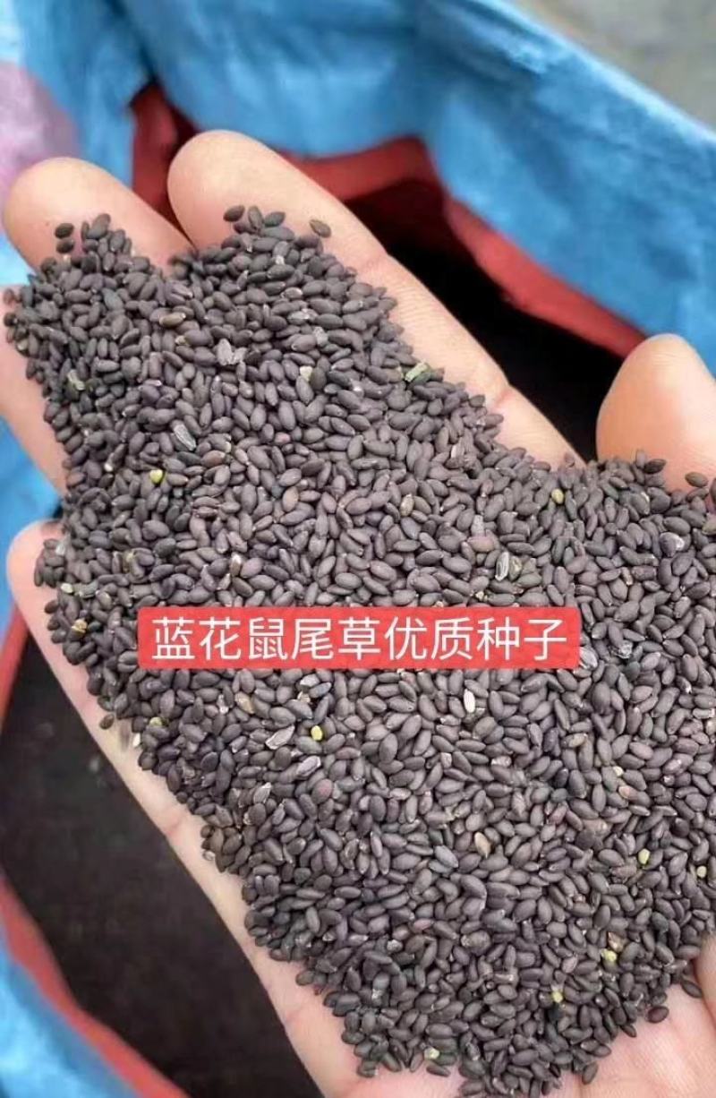 蓝花鼠尾草种子红花紫花一串蓝花种子多年生蓝鼠尾草种子