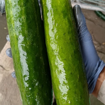老黄瓜