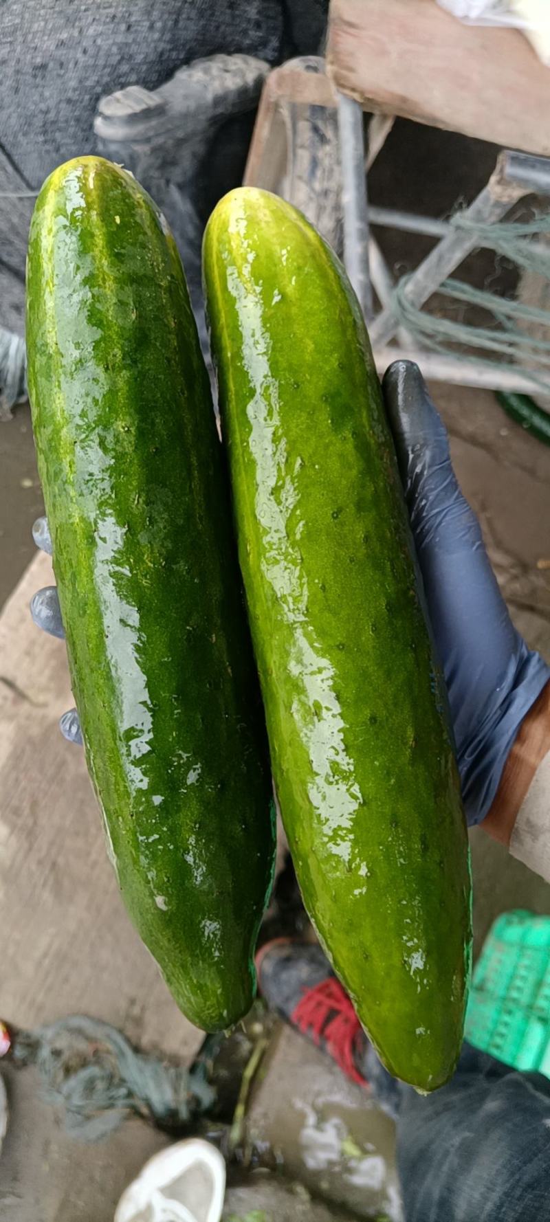 老黄瓜