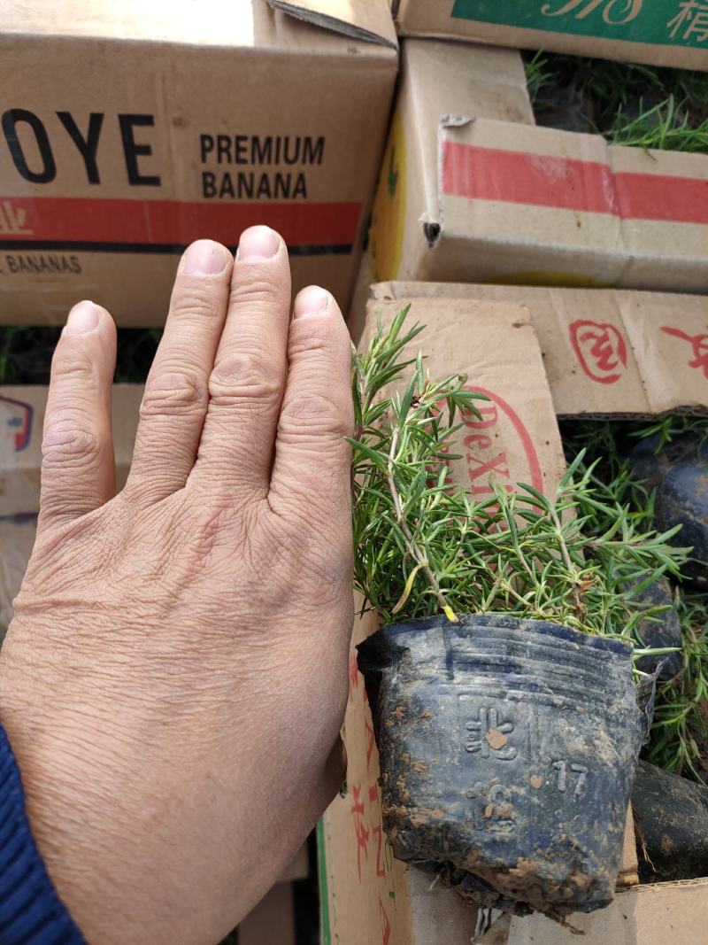 丛生福禄考大量供应，福禄考基地，丛生福禄考花海苗大量供应