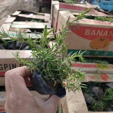 丛生福禄考大量供应，福禄考基地，丛生福禄考花海苗大量供应