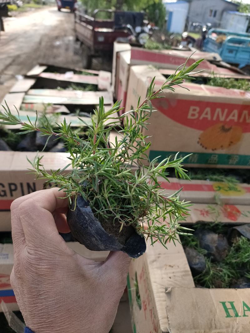 丛生福禄考大量供应，福禄考基地，丛生福禄考花海苗大量供应