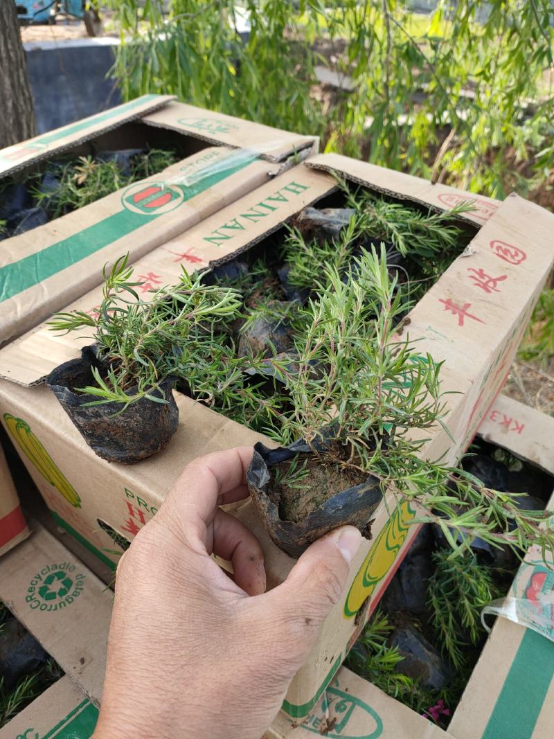 丛生福禄考大量供应，福禄考基地，丛生福禄考花海苗大量供应
