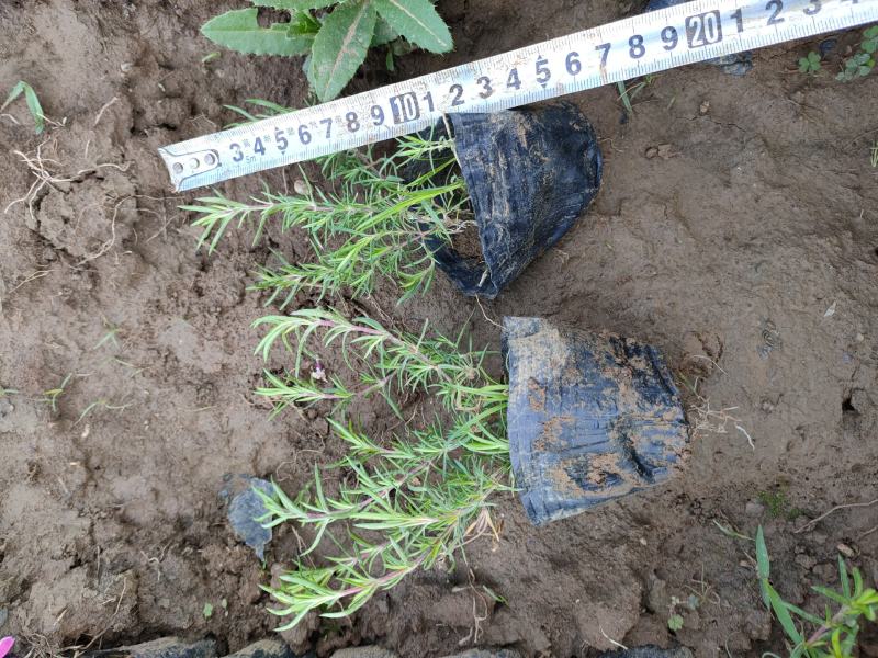 丛生福禄考大量供应，福禄考基地，丛生福禄考花海苗大量供应