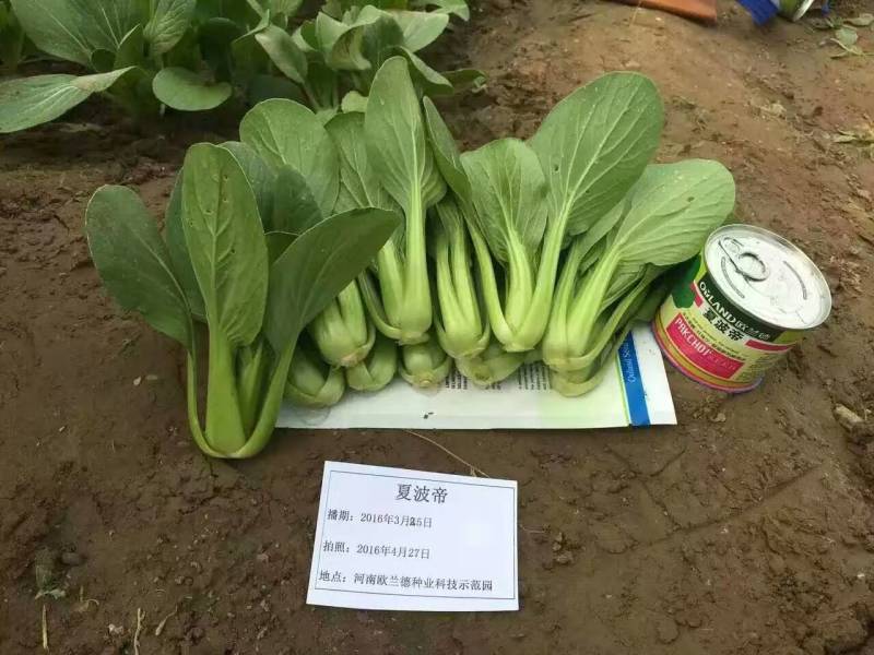 夏波帝青菜种子，耐湿耐热耐雨青梗菜露地越夏抗高温上海青