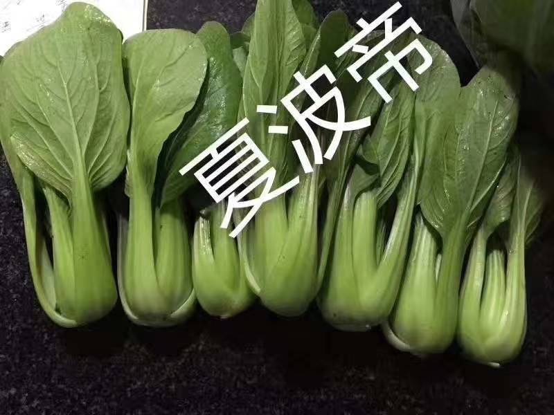 夏波帝青菜种子，耐湿耐热耐雨青梗菜露地越夏抗高温上海青