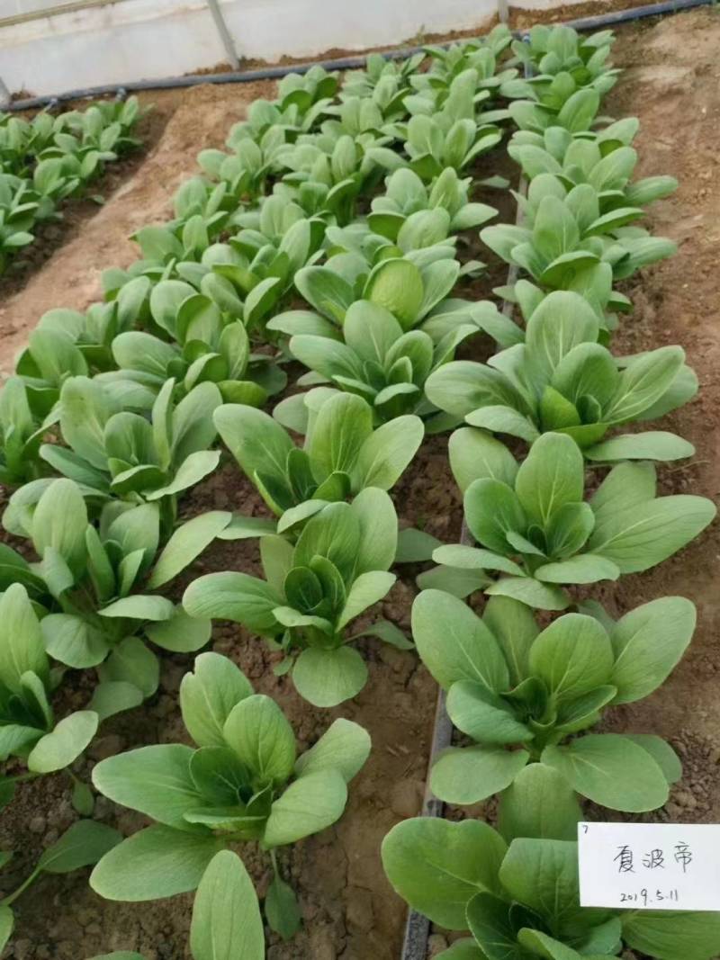 夏波帝青菜种子，耐湿耐热耐雨青梗菜露地越夏抗高温上海青