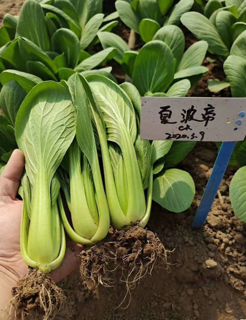 夏波帝青菜种子，耐湿耐热耐雨青梗菜露地越夏抗高温上海青