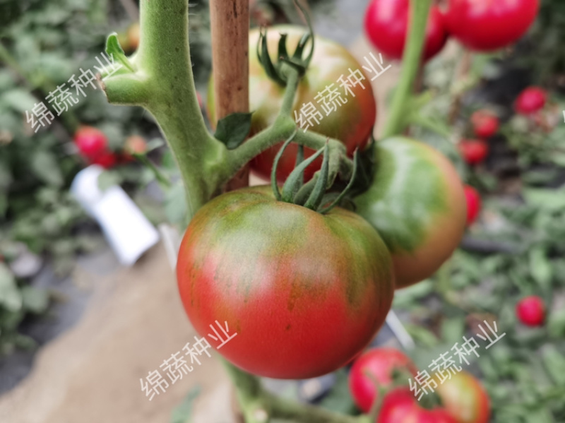 金圆宝168/草莓柿子/铁皮柿子/草莓番茄/番茄种子